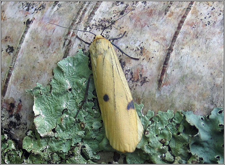 Four-spotted Footman, Lithosia quadra