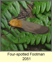 Four-spotted Footman, Lithosia quadra