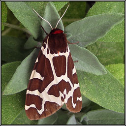 Garden Tiger, Arctia caja