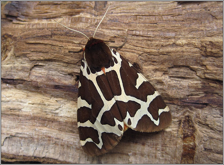 Garden Tiger, Arctia caja