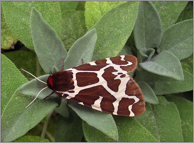 Garden Tiger, Arctia caja