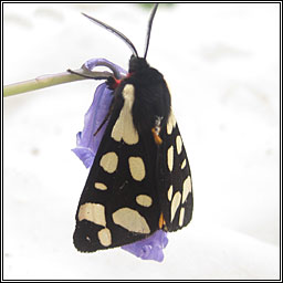 Cream-spot Tiger, Arctia villica