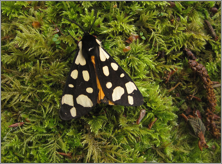 Cream-spot Tiger, Arctia villica