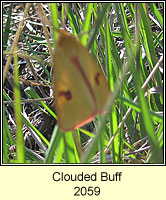 Clouded Buff, Diacrisia sannio