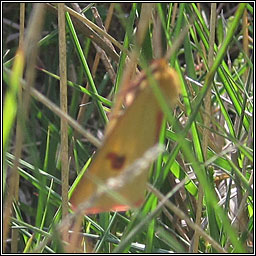 Clouded Buff, Diacrisia sannio