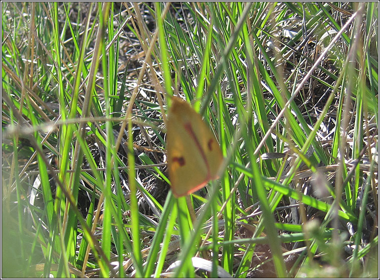 Clouded Buff, Diacrisia sannio