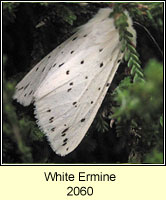 White Ermine, Spilosoma lubricipeda