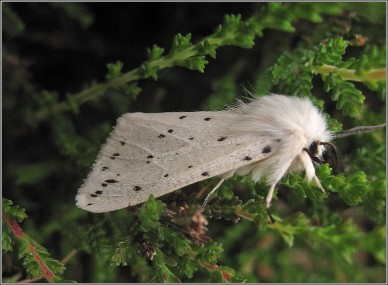 White Ermine, Spilosoma lubricipeda
