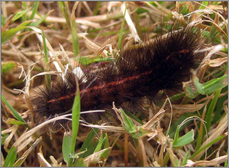 White Ermine, Spilosoma lubricipeda