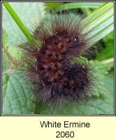 White Ermine, Spilosoma lubricipeda