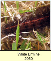 White Ermine, Spilosoma lubricipeda