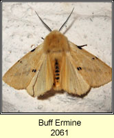 Buff Ermine, Spilosoma luteum