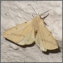 Buff Ermine, Spilosoma luteum