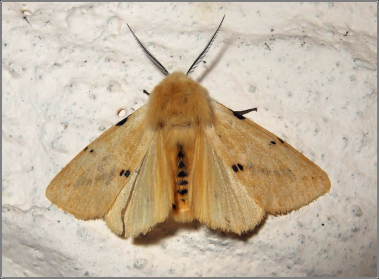 Buff Ermine, Spilosoma luteum