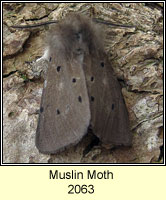 Muslin Moth, Diaphora mendica