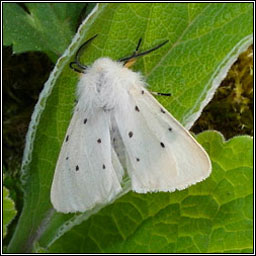 Muslin Moth, Diaphora mendica