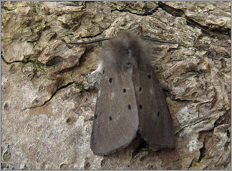 Muslin Moth, Diaphora mendica