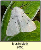 Muslin Moth, Diaphora mendica