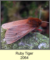 Ruby Tiger, Phragmatobia fuliginosa