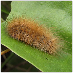 Ruby Tiger, Phragmatobia fuliginosa