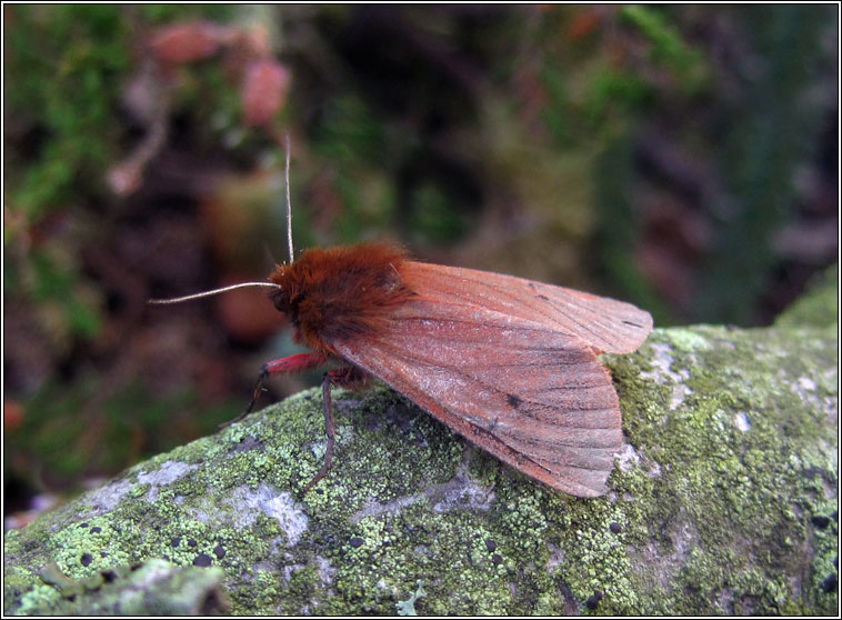 Ruby Tiger, Phragmatobia fuliginosa