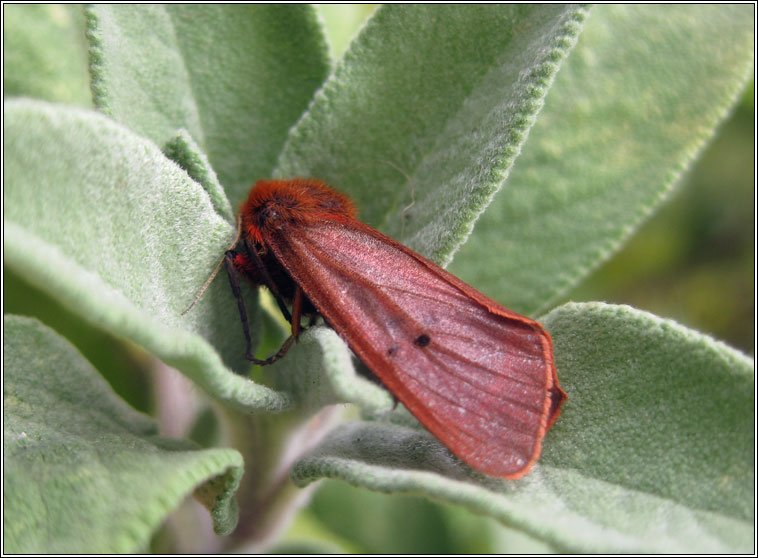 Ruby Tiger, Phragmatobia fuliginosa