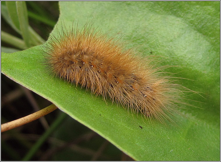 Ruby Tiger, Phragmatobia fuliginosa