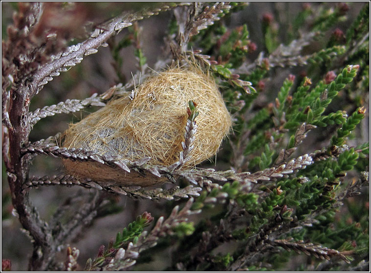 Ruby Tiger, Phragmatobia fuliginosa