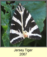 Jersey Tiger, Euplagia quadripunctaria