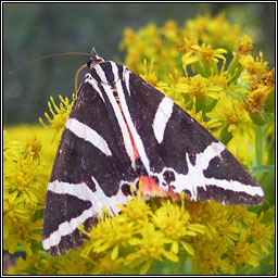 Jersey Tiger, Euplagia quadripunctaria