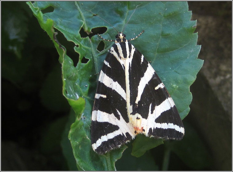 Jersey Tiger, Euplagia quadripunctaria