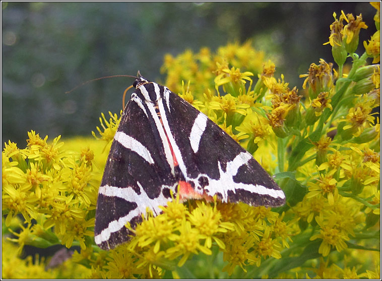 Jersey Tiger, Euplagia quadripunctaria