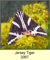 Jersey Tiger, Euplagia quadripunctaria