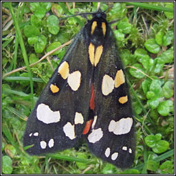 Scarlet Tiger, Callimorpha dominula