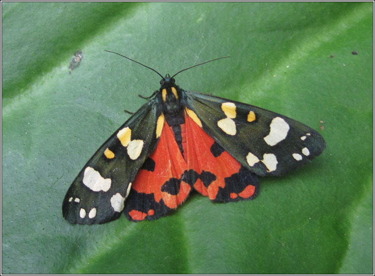 Scarlet Tiger, Callimorpha dominula