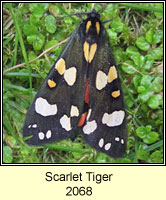 Scarlet Tiger, Callimorpha dominula