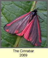 Cinnabar, Tyria jacobaeae