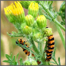 Cinnabar, Tyria jacobaeae