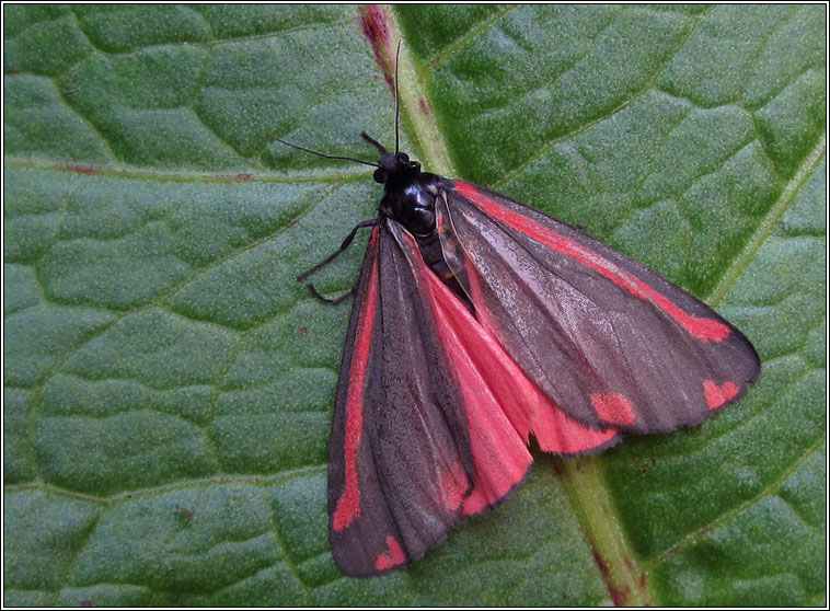 Cinnabar, Tyria jacobaeae