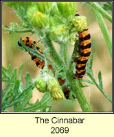 Cinnabar, Tyria jacobaeae