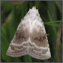 Kent Black Arches, Meganola albula