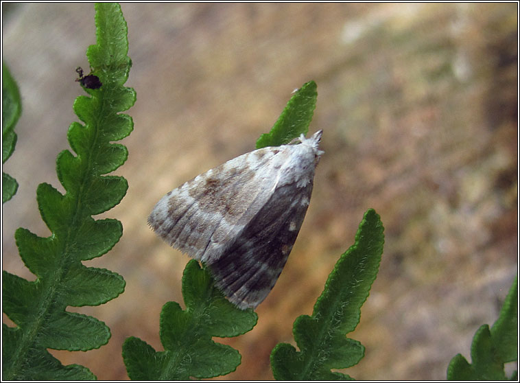 Kent Black Arches, Meganola albula