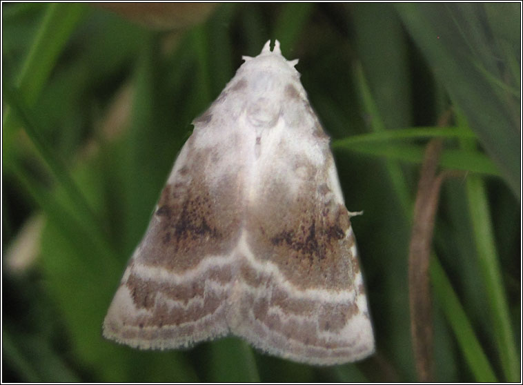 Kent Black Arches, Meganola albula