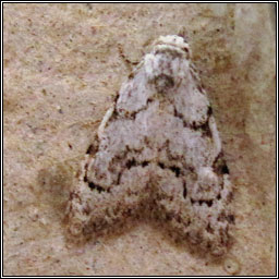 Least Black Arches, Nola confusalis