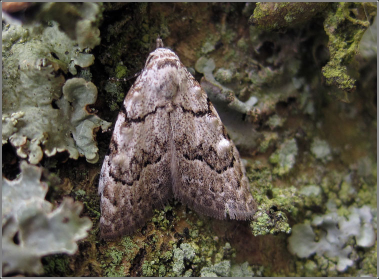 Least Black Arches, Nola confusalis