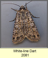 White-line Dart, Euxoa tritici