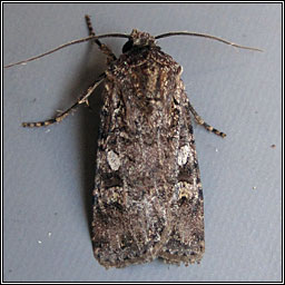 White-line Dart, Euxoa tritici