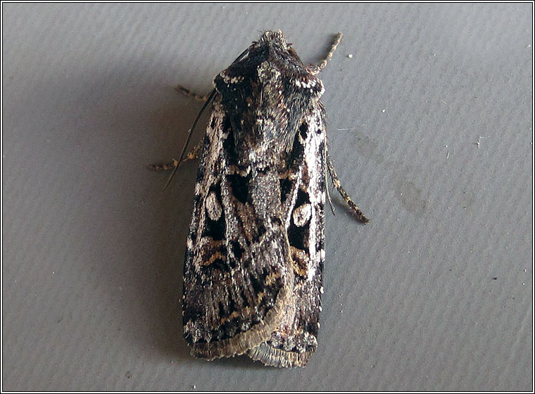 White-line Dart, Euxoa tritici