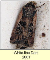 White-line Dart, Euxoa tritici