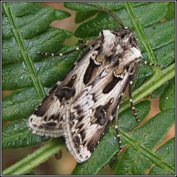 Archer's Dart, Agrotis vestigialis